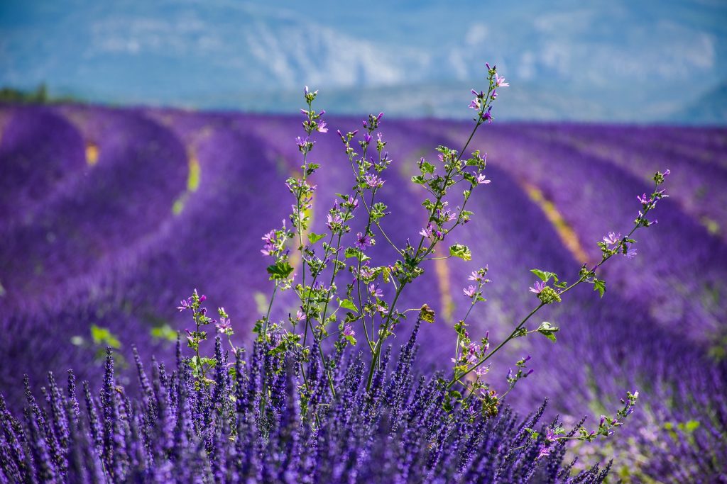 Officinali lavanda