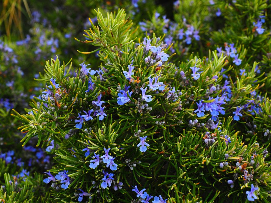 Officinali Rosmarino